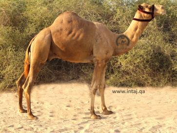 البعير دالوب 