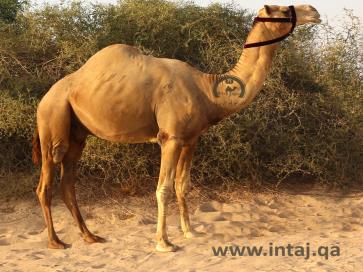البعير نجد الصغير 