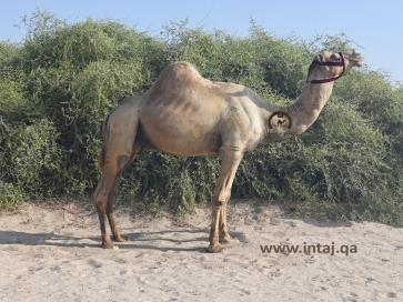 البعير الباز ولد سياف 