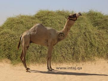 البعير طرماح 