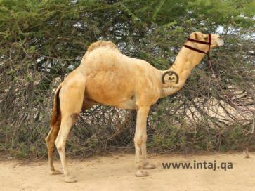 البعير برق السوداني 