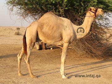 البعير لبصير 