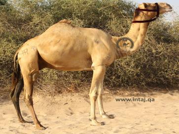 البعير مسيطر 