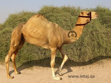 البعير الباز المكسور 